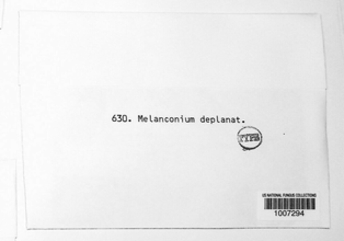 Myxofusicoccum deplanatum image